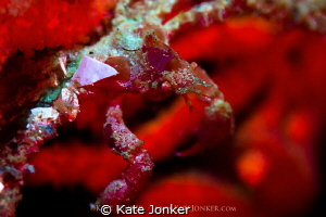 Bejewelled
A hotlips spider crab adorned with jewel like... by Kate Jonker 